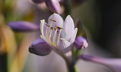 Hyacinth (Garden) flowers-gallery-13