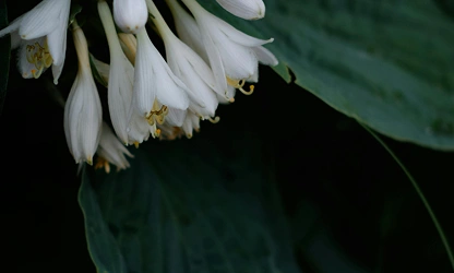 Hyacinth (Garden) flowers-gallery-16