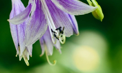 Hyacinth (Garden) flowers-gallery-5