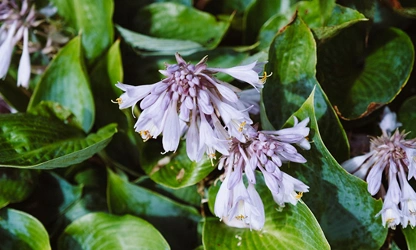 Hyacinth (Garden) flowers-gallery-7