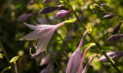 Hyacinth (Garden) flowers-gallery-8