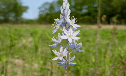 Hyacinth (Wild) flowers-gallery-1