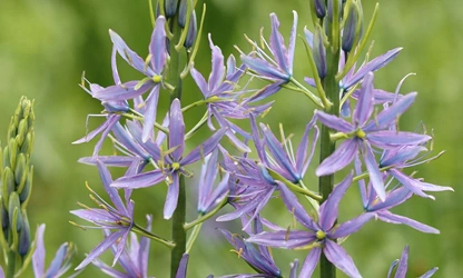 Hyacinth (Wild) flowers-gallery-10