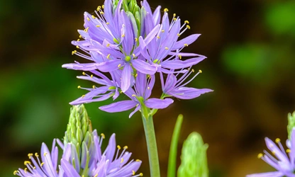 Hyacinth (Wild) flowers-gallery-11