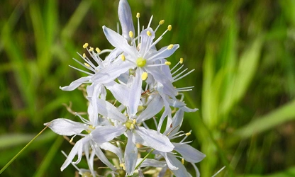 Hyacinth (Wild) flowers-gallery-12
