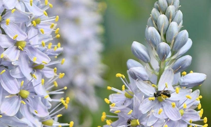 Hyacinth (Wild) flowers-gallery-2