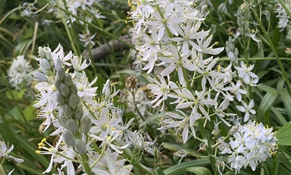 Hyacinth (Wild) flowers-gallery-3