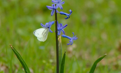 Hyacinth (Wild) flowers-gallery-4