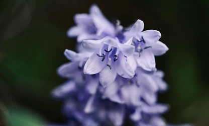 Hyacinth (Wild) flowers-gallery-5