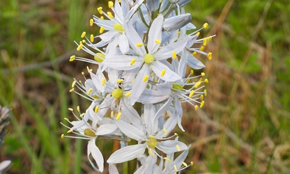 Hyacinth (Wild) flowers-gallery-6
