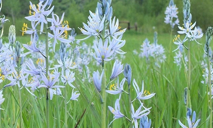 Hyacinth (Wild) flowers-gallery-7