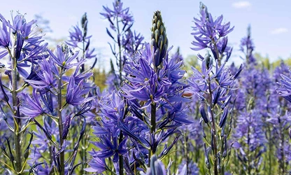 Hyacinth (Wild) flowers-gallery-8