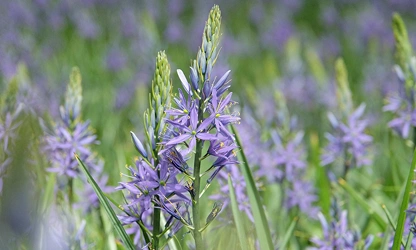 Hyacinth (Wild) flowers-gallery-9