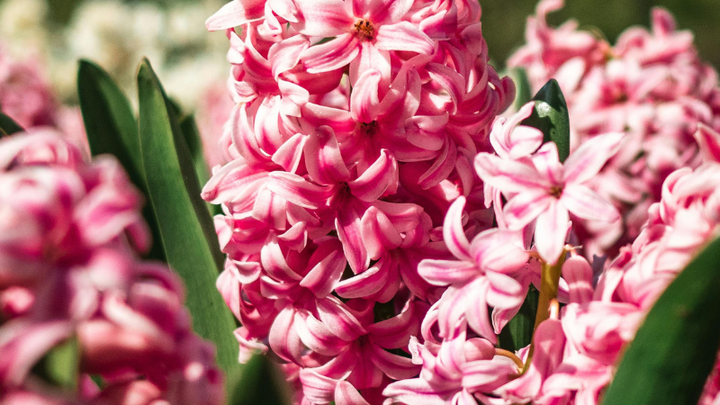 Hyacinth(Garden) Featured image