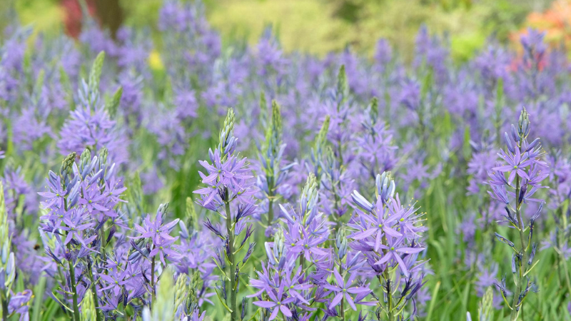 Hyacinth(Wild)Featured image