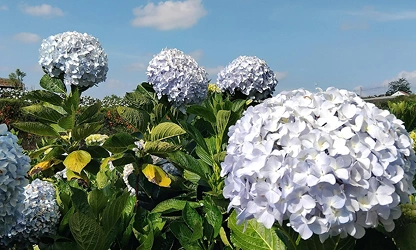 Hydrangea flowers-gallery-1