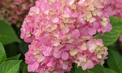 Hydrangea flowers-gallery-10