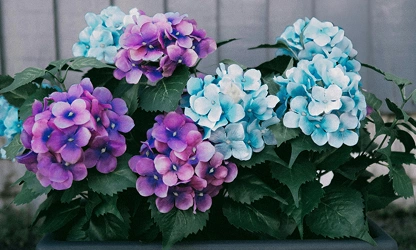 Hydrangea flowers-gallery-11