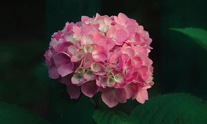 Hydrangea flowers-gallery-12