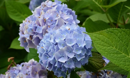 Hydrangea flowers-gallery-13