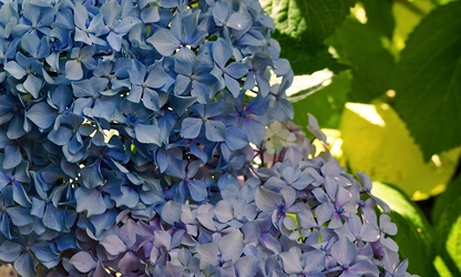 Hydrangea flowers-gallery-14