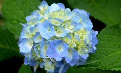 Hydrangea flowers-gallery-15