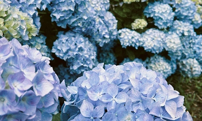 Hydrangea flowers-gallery-16