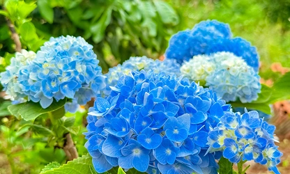 Hydrangea flowers-gallery-17