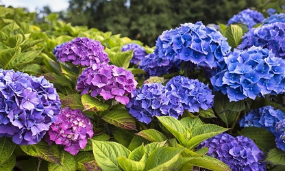 Hydrangea flowers-gallery-2