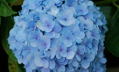Hydrangea flowers-gallery-3