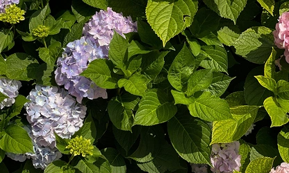 Hydrangea flowers-gallery-4