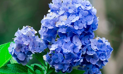 Hydrangea flowers-gallery-5