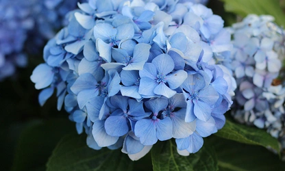 Hydrangea flowers-gallery-6