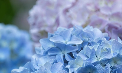 Hydrangea flowers-gallery-7