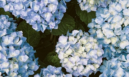 Hydrangea flowers-gallery-8