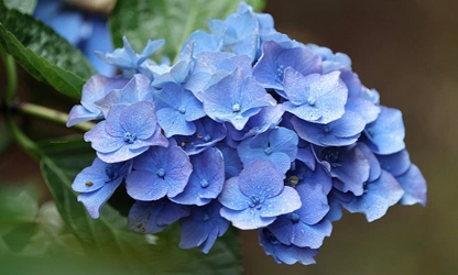 Hydrangea flowers-gallery-9
