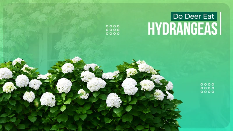 Hydrangeas