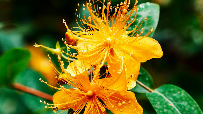 Hypericum( St John's Wart ) featured image