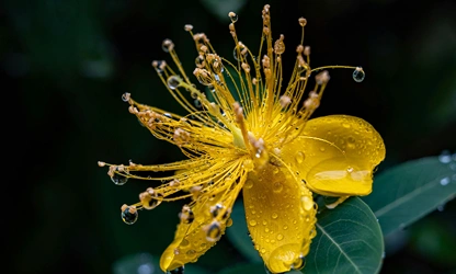 Hypericum-gallery-1
