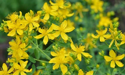 Hypericum-gallery-10