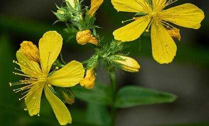 Hypericum-gallery-11