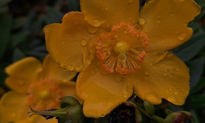 Hypericum-gallery-12