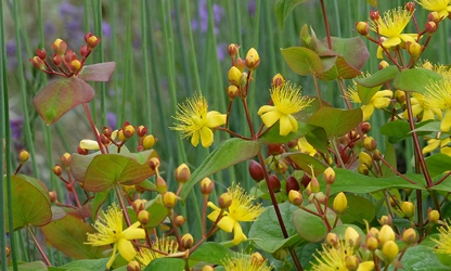 Hypericum-gallery-2