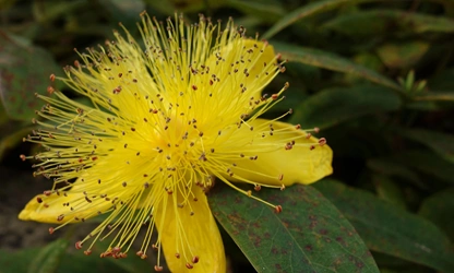 Hypericum-gallery-3