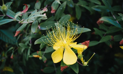 Hypericum-gallery-4