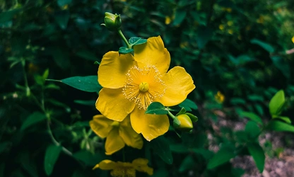 Hypericum-gallery-5