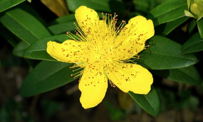 Hypericum-gallery-6