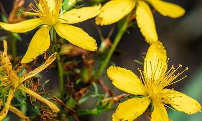 Hypericum-gallery-7