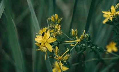 Hypericum-gallery-8