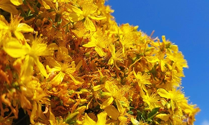 Hypericum-gallery-9